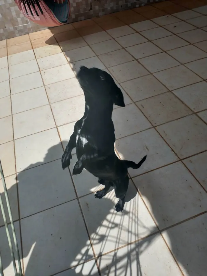 Cachorro ra a Basset com vira lata  idade 4 anos nome Blackinho 