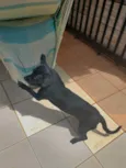 Blackinho 