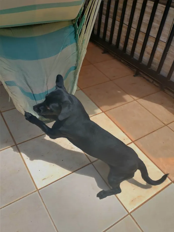 Cachorro ra a Basset com vira lata  idade 4 anos nome Blackinho 