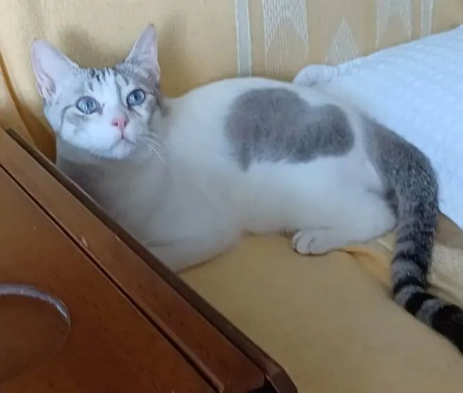Gato ra a Srd idade 1 ano nome Snow