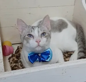Gato raça Srd idade 1 ano nome Snow