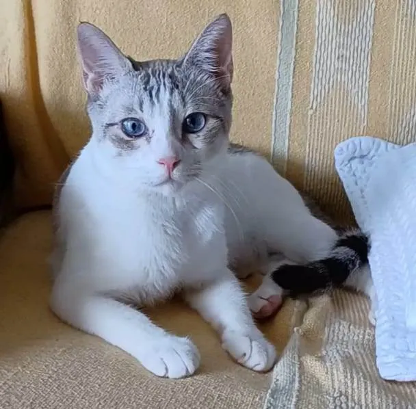 Gato ra a Srd idade 1 ano nome Snow
