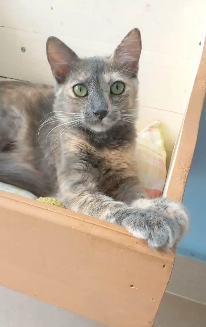Gato ra a Srd idade 7 a 11 meses nome SUSY