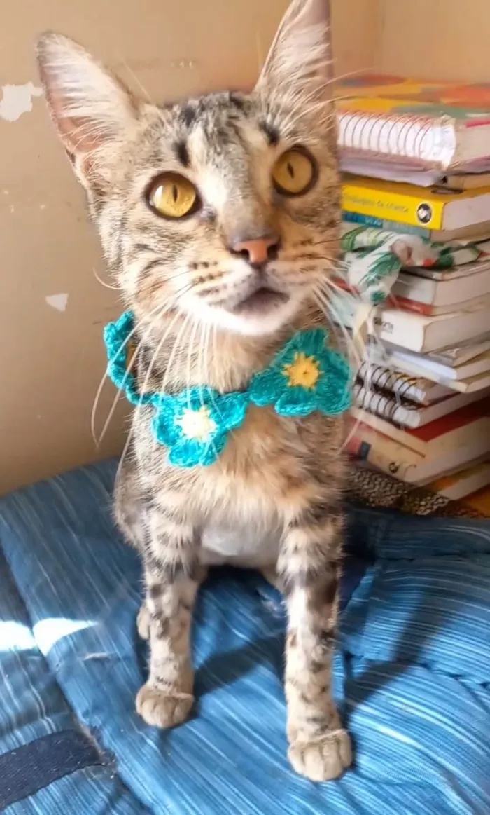 Gato ra a Srd idade 7 a 11 meses nome Nina