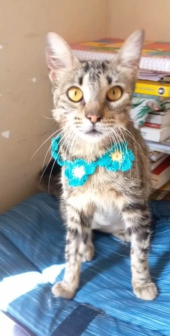 Gato ra a Srd idade 7 a 11 meses nome Nina