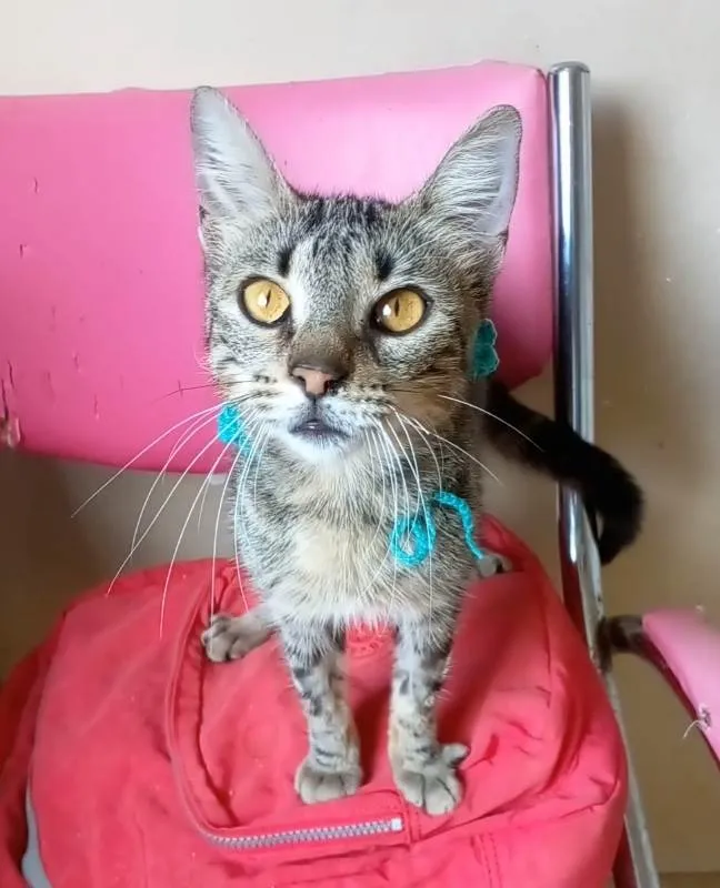Gato ra a Srd idade 7 a 11 meses nome Nina