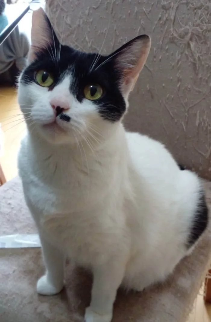 Gato raça Srd idade 2 anos nome Athena 