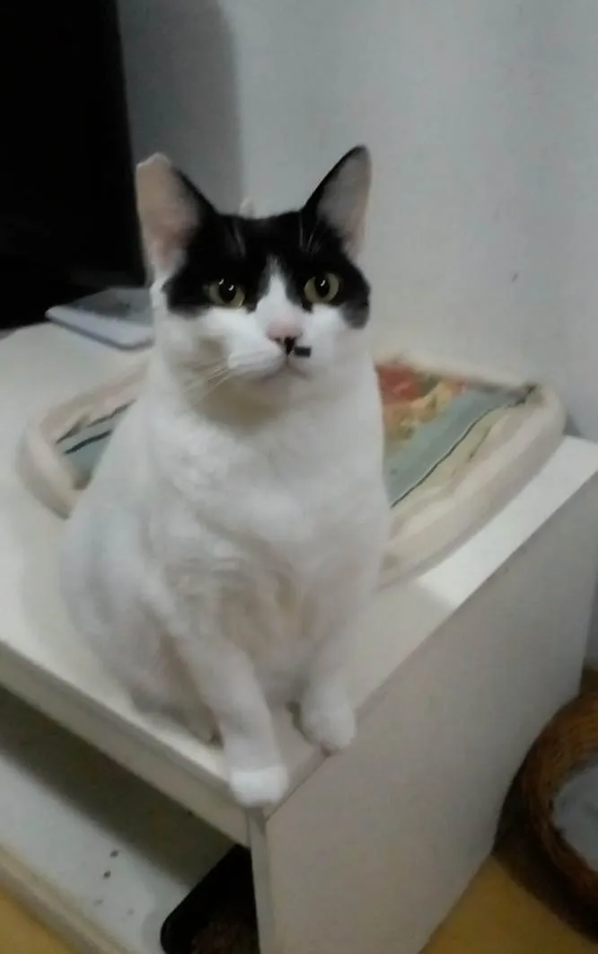 Gato raça Srd idade 2 anos nome Athena 