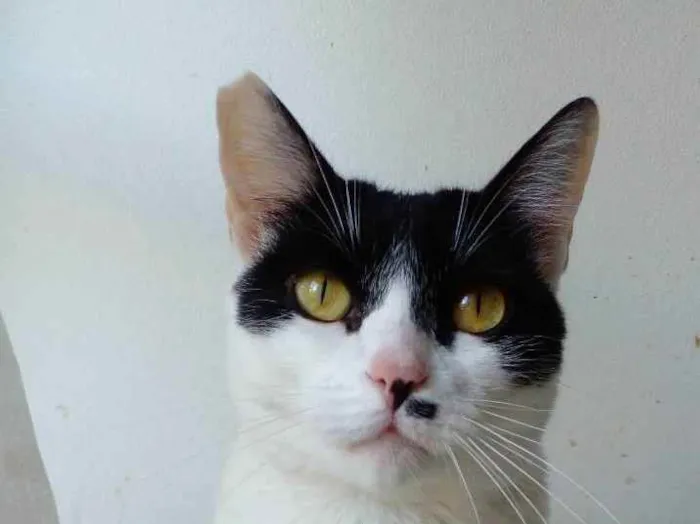 Gato raça Srd idade 2 anos nome Athena 