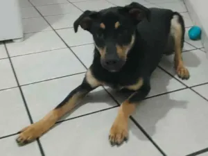 Cachorro raça Não definida  idade 1 ano nome Black 