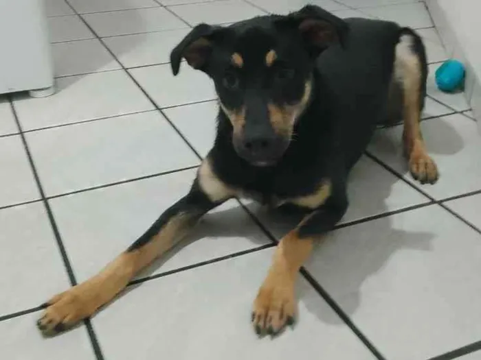 Cachorro ra a Não definida  idade 1 ano nome Black 