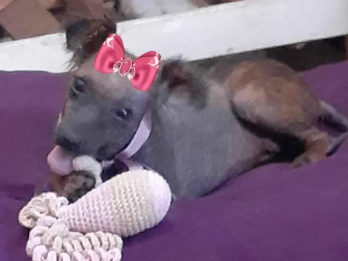 Cachorro ra a Mestiça  idade 7 a 11 meses nome Susy 