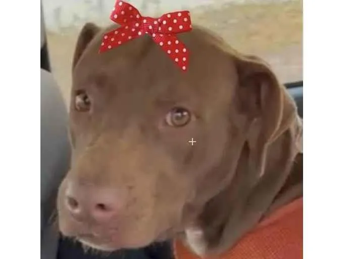 Cachorro ra a Mestiça  idade 1 ano nome Samanta 