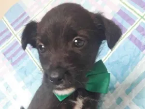 Cachorro raça SRD idade 2 a 6 meses nome TOBY