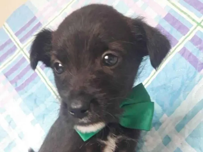 Cachorro raça SRD idade 2 a 6 meses nome TOBY