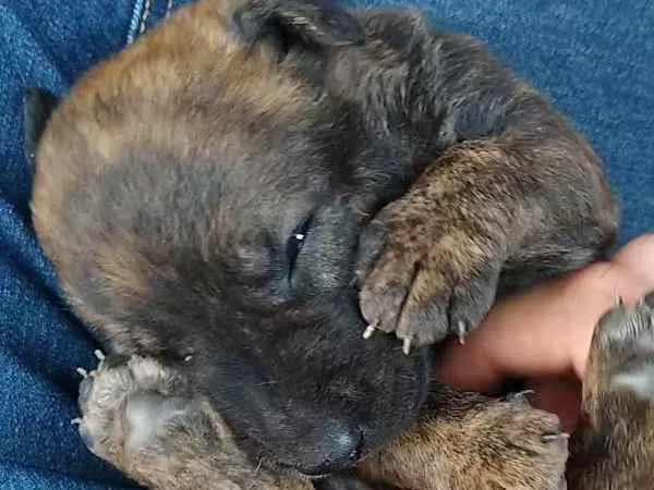 Cachorro ra a SRD ( Sem raça definida ) idade Abaixo de 2 meses nome Sem nome