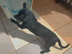 Cachorro raça Basset com vira lata  idade 4 anos nome Blackinho 
