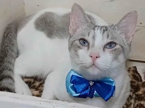 Gato ra a Srd idade 1 ano nome Snow