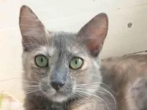 Gato raça Srd idade 7 a 11 meses nome SUSY