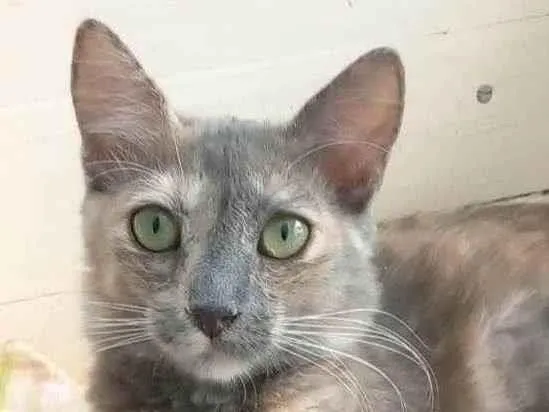 Gato ra a Srd idade 7 a 11 meses nome SUSY