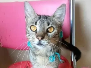 Gato raça Srd idade 7 a 11 meses nome Nina