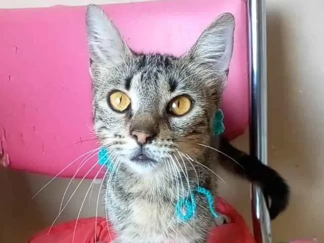 Gato ra a Srd idade 7 a 11 meses nome Nina