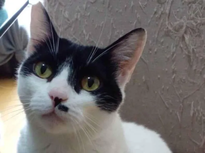 Gato raça Srd idade 2 anos nome Athena 