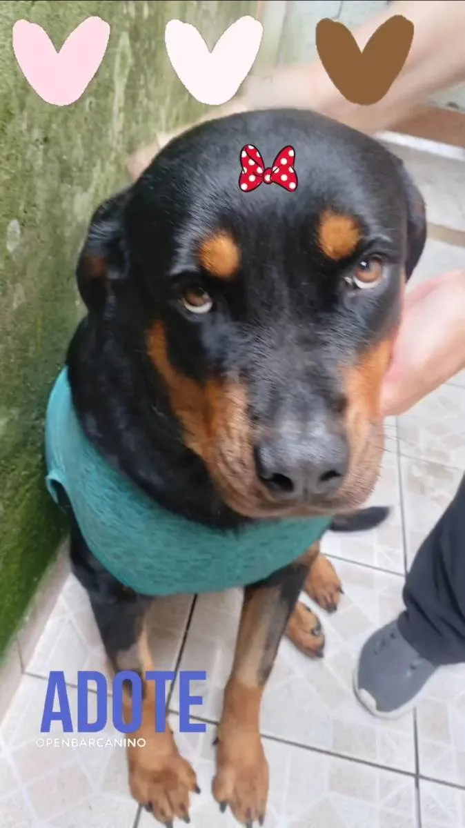 Cachorro ra a Rotwaileir idade 2 anos nome JADE