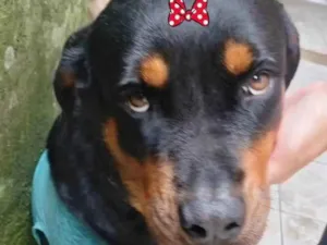 Cachorro raça Rotwaileir idade 2 anos nome JADE