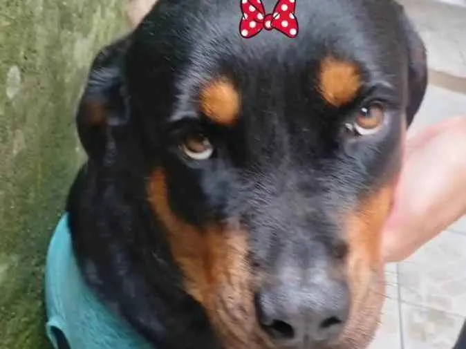 Cachorro ra a Rotwaileir idade 2 anos nome JADE