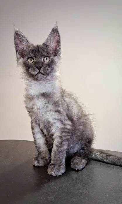 Doe um Gato Maine Coon Macho Black Smoke em Alagoas