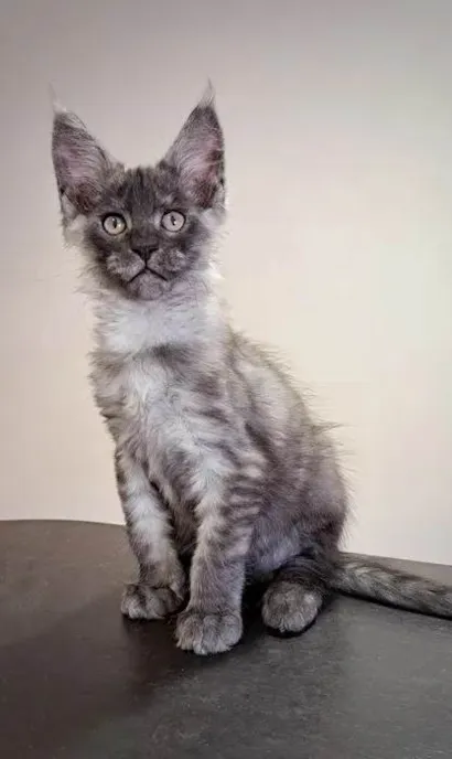 Gato raça Maine Coon idade 6 ou mais anos nome Maine Coon