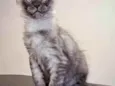 Maine Coon