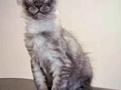 Gato raça Maine Coon idade 6 ou mais anos nome Maine Coon