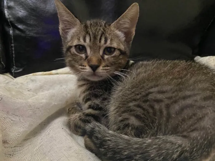 Gato raça Srd idade 2 a 6 meses nome Joaquim