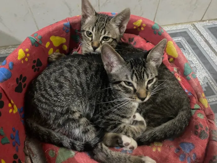 Gato raça Srd idade 2 a 6 meses nome Ruizinho