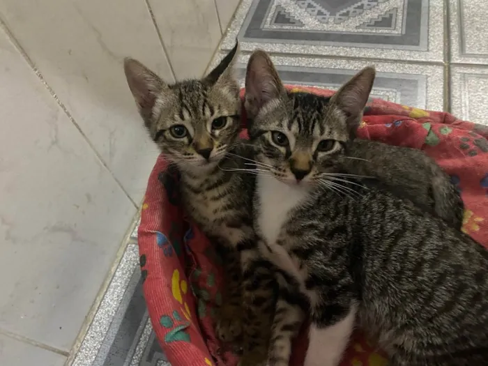 Gato raça Srd idade 2 a 6 meses nome Ruizinho