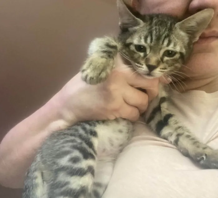 Gato raça Srd idade 2 a 6 meses nome Ruizinho