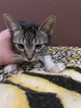 Gato raça Srd idade 2 a 6 meses nome Ruizinho