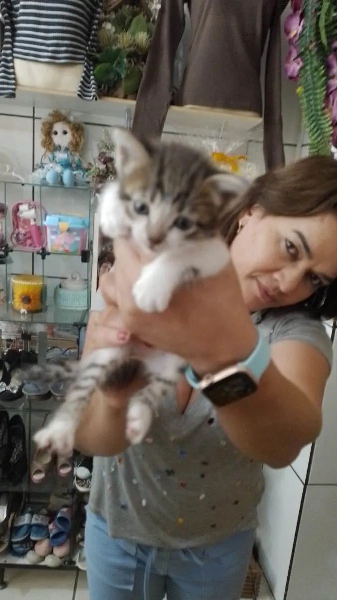 Gato raça Srd idade Abaixo de 2 meses nome Sem nomes