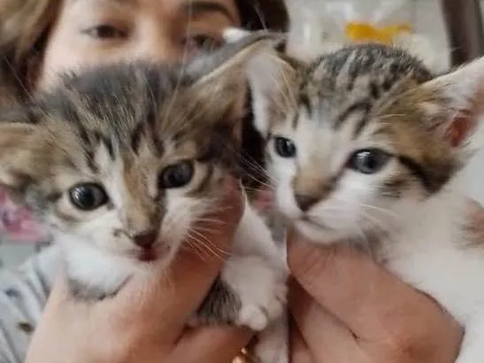 Gato raça Srd idade Abaixo de 2 meses nome Sem nomes