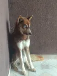 Odin