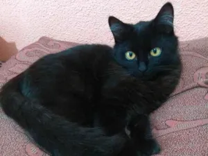 Gato raça Srd idade 2 a 6 meses nome Adolfinho