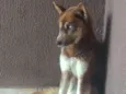 Odin