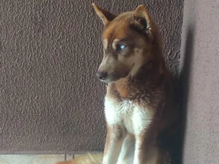 Cachorro ra a Mestiço husky  idade 3 anos nome Odin