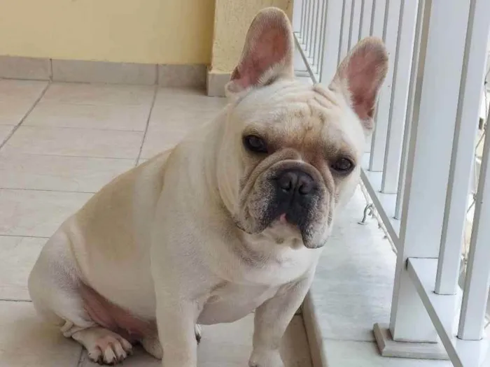 Cachorro ra a Buldog  Frances idade 2 anos nome THOR