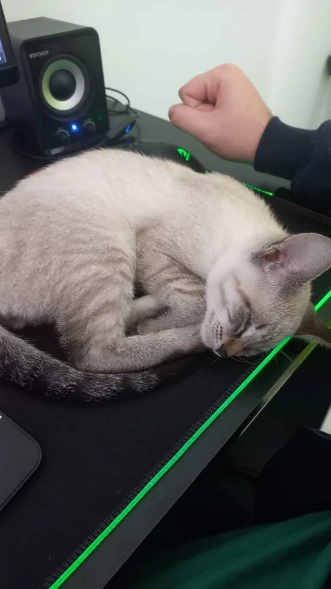 Gato raça siamês idade 2 a 6 meses nome Yumi