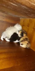 Gatos