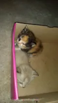 Gatos