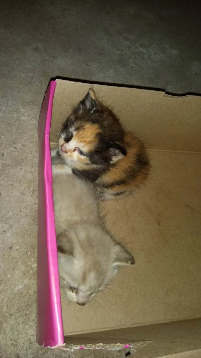 Gato ra a Srd idade Abaixo de 2 meses nome Gatos